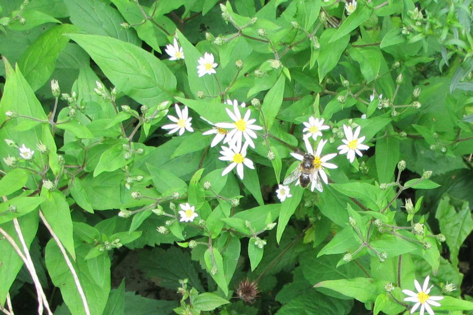 kamille achtige bloemetjes